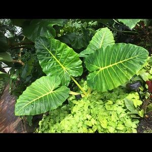 Meet your Posher, Rockwell